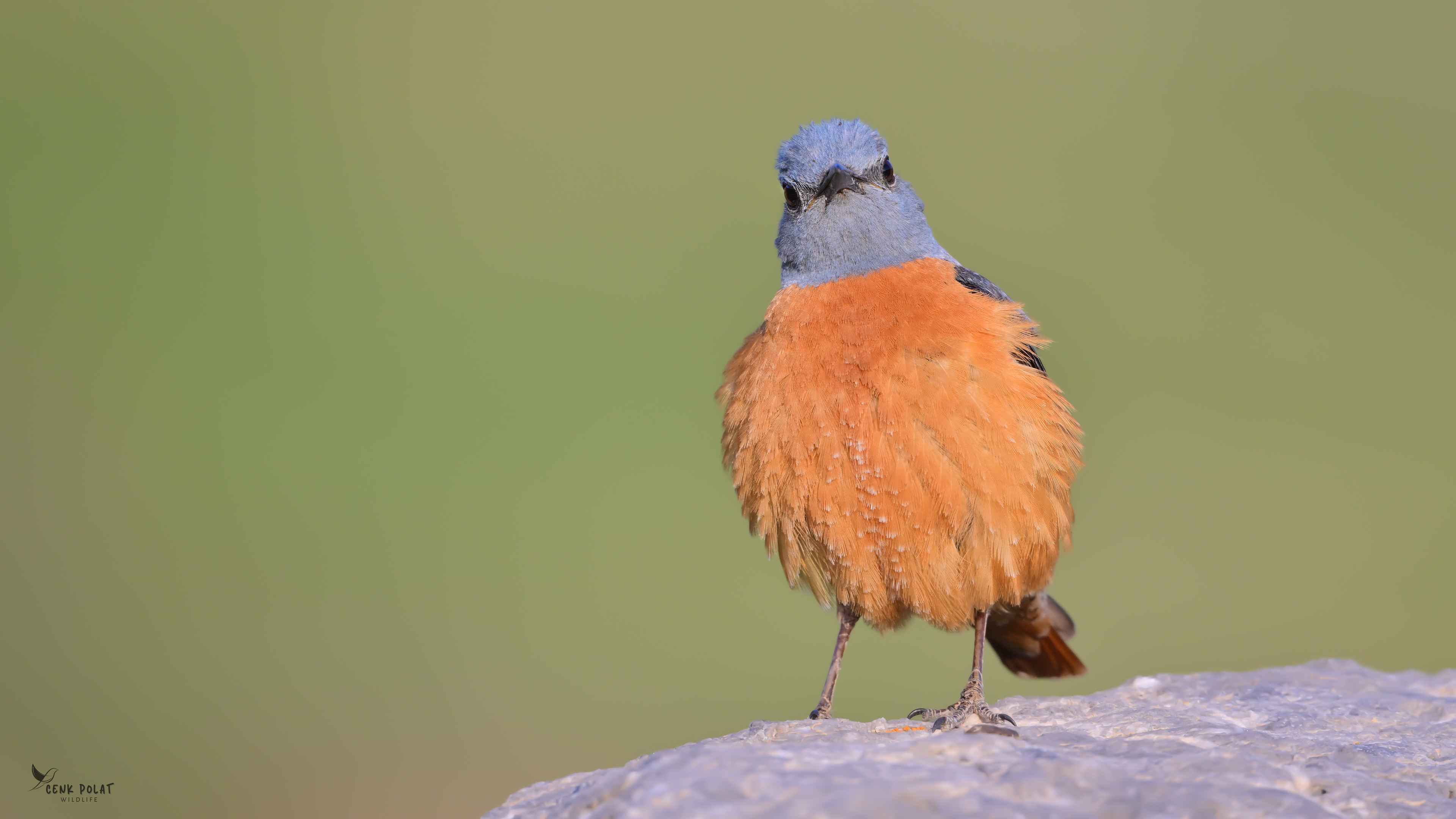 Rufous-tailed Rock-Thrush